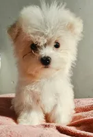 LILLY, a female Maltese for sale in Myrtle Beach, SC – 3 of 3