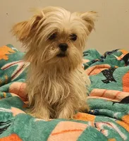 Roger, a male Shih Tzu and Mal Shi for sale in Myrtle Beach, SC – Photo 2 of 2