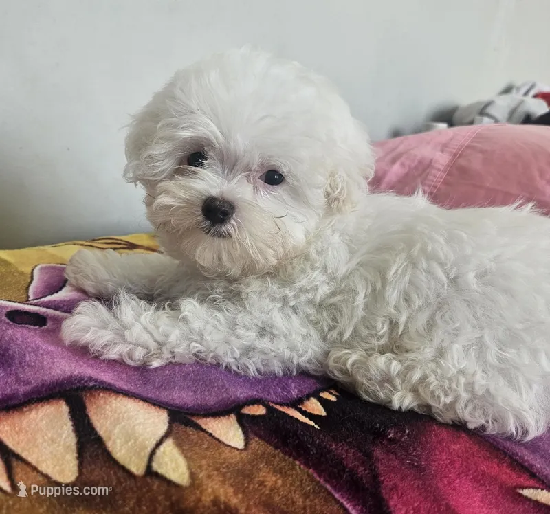 Bear – Maltese, Shih Tzu puppy for sale in Myrtle Beach, SC