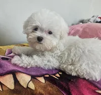 Bear, a male Maltese and Shih Tzu for sale in Myrtle Beach, SC – Photo 1 of 4