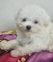 Bear, a male Maltese and Shih Tzu for sale in Myrtle Beach, SC – Photo 4 of 4