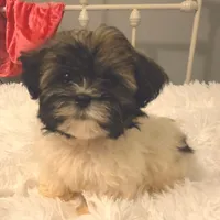 Pete, a male Shih Tzu and Mal Shi for sale in Myrtle Beach, SC – 1 of 4