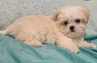 Finn, a male Shih Tzu and Mal Shi for sale in Myrtle Beach, SC – 7 of 10
