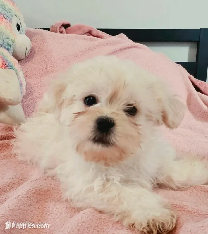 Sassy – Mal Shi puppy for sale in Myrtle Beach, SC
