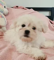 Sassy, a female Mal Shi for sale in Myrtle Beach, SC – 2 of 3