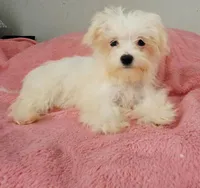 Lilly, a female Maltese and Mal Shi for sale in Myrtle Beach, SC – 1 of 3