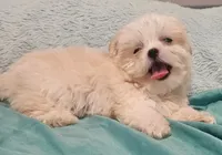 Finn, a male Shih Tzu and Mal Shi for sale in Myrtle Beach, SC – 4 of 10