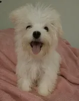 Lilly, a female Maltese and Mal Shi for sale in Myrtle Beach, SC – 2 of 3