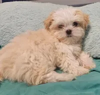 Finn, a male Shih Tzu and Mal Shi for sale in Myrtle Beach, SC – 10 of 10