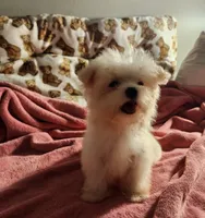 LILLY, a female Maltese for sale in Myrtle Beach, SC – 2 of 3