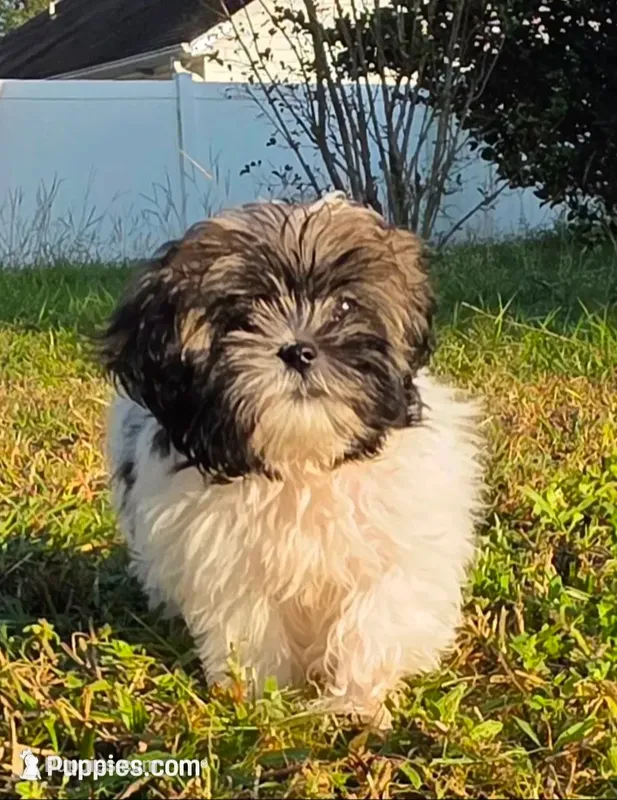 Pete – Shih Tzu, Mal Shi puppy for sale in Myrtle Beach, SC