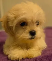 Saddie, a female Mal Shi for sale in Myrtle Beach, SC – 2 of 4