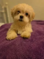 Saddie, a female Mal Shi for sale in Myrtle Beach, SC – 4 of 4