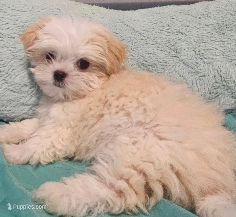 Finn – Shih Tzu, Mal Shi puppy for sale in Myrtle Beach, SC