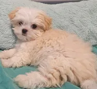 Finn, a male Shih Tzu and Mal Shi for sale in Myrtle Beach, SC – 1 of 10