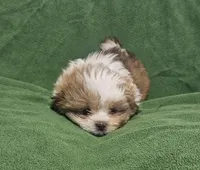 HENRY, a male Mal Shi for sale in Myrtle Beach, SC – Photo 2 of 2