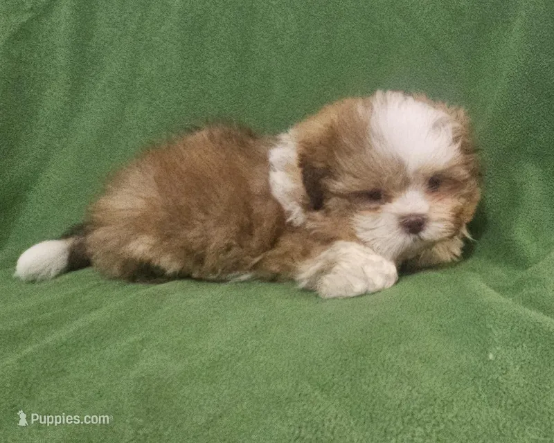 HENRY, a male Mal Shi for sale in Myrtle Beach, SC – Photo 1 of 2