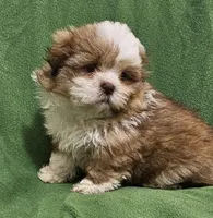HENRY, a male Shih Tzu for sale in Myrtle Beach, SC – Photo 3 of 3