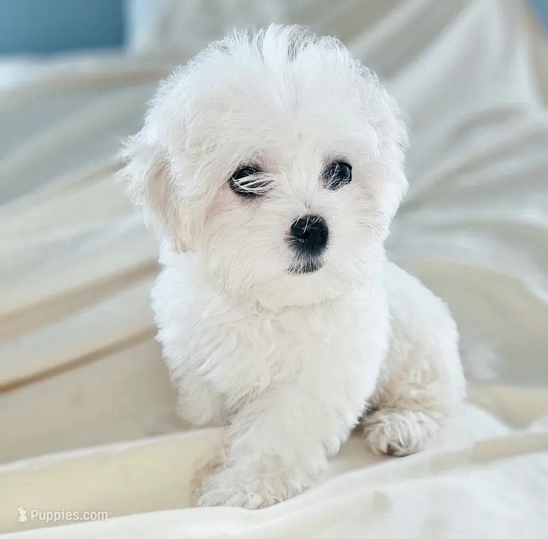 ERNIE – Mal Shi puppy for sale in Myrtle Beach, SC