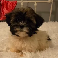 Pete, a male Shih Tzu and Mal Shi for sale in Myrtle Beach, SC – 4 of 4