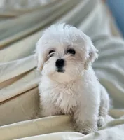 ERNIE, a male Mal Shi for sale in Myrtle Beach, SC – 2 of 6