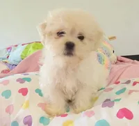 Sassy, a female Mal Shi for sale in Myrtle Beach, SC – 1 of 3