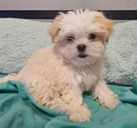 Finn, a male Shih Tzu and Mal Shi for sale in Myrtle Beach, SC – 8 of 10