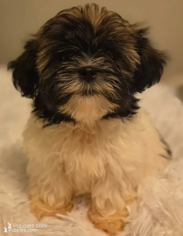 Pete – Shih Tzu, Mal Shi puppy for sale in Myrtle Beach, SC
