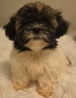 Pete, a male Shih Tzu and Mal Shi for sale in Myrtle Beach, SC – 2 of 4