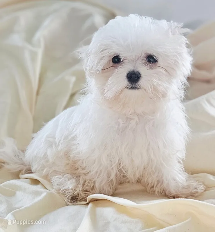 LIAM – Mal Shi puppy for sale in Myrtle Beach, SC