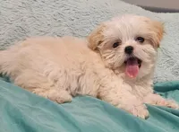 Finn, a male Shih Tzu and Mal Shi for sale in Myrtle Beach, SC – 6 of 10