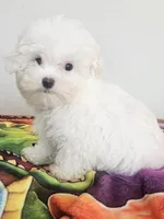 Bear, a male Mal Shi for sale in Myrtle Beach, SC – Photo 2 of 4