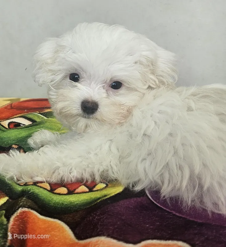 Bear – Mal Shi puppy for sale in Myrtle Beach, SC