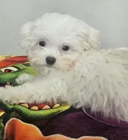 Bear, a male Mal Shi for sale in Myrtle Beach, SC – Photo 1 of 4