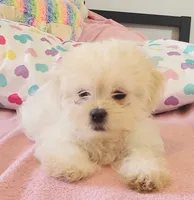 Sassy, a female Mal Shi for sale in Myrtle Beach, SC – 3 of 3