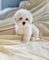 ERNIE, a male Mal Shi for sale in Myrtle Beach, SC – 3 of 6