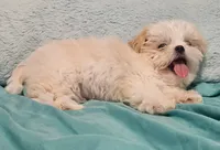 Finn, a male Shih Tzu and Mal Shi for sale in Myrtle Beach, SC – 2 of 10