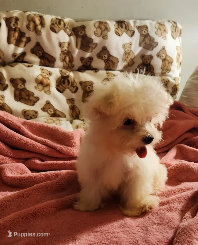 LILLY – Maltese puppy for sale in Myrtle Beach, SC