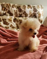 LILLY, a female Maltese for sale in Myrtle Beach, SC – 1 of 3