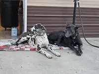 Savanah's1st, a female Great Dane for sale in Lexington, NC – Photo 2 of 2