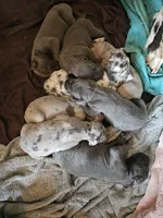 Savanah's1st, a female Great Dane for sale in Lexington, NC – Photo 1 of 2