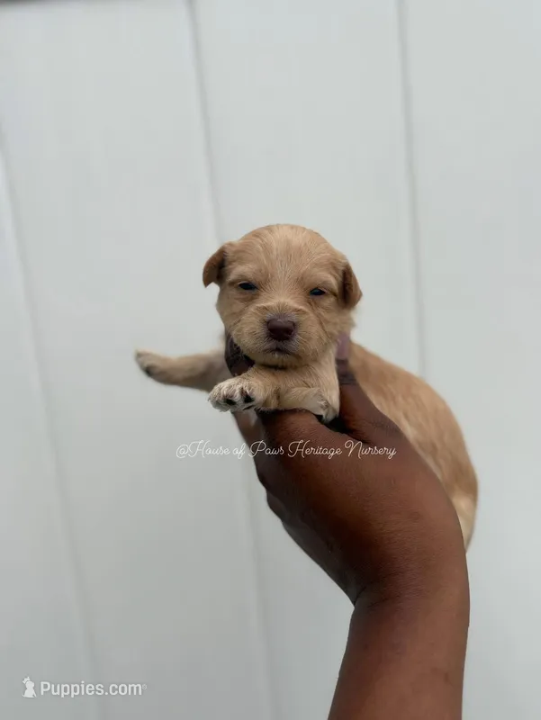 Mossi  – Yorkipoo puppy for sale in Knightdale, NC