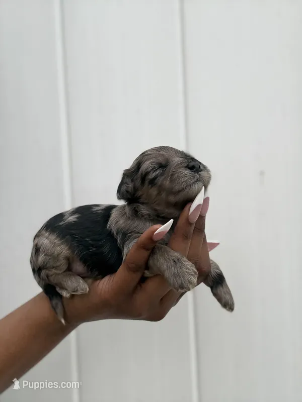 Mason , a male Yorkipoo for sale in Knightdale, NC – Photo 1 of 3