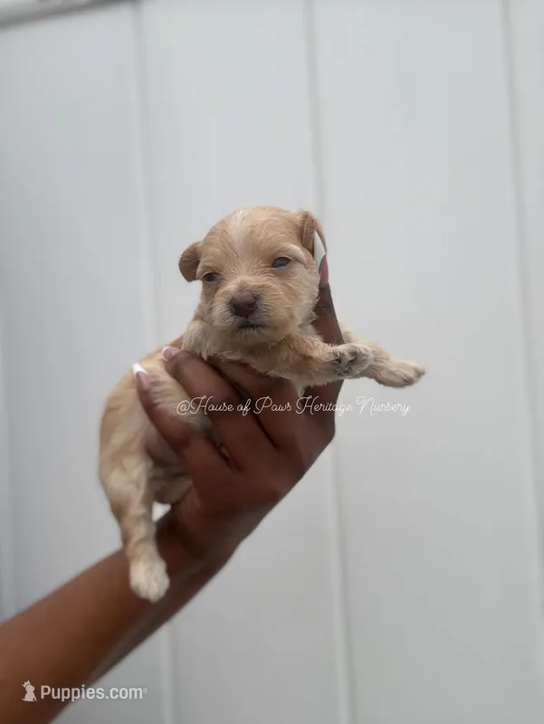 Morgonton , a male Yorkipoo for sale in Knightdale, NC – Photo 1 of 2