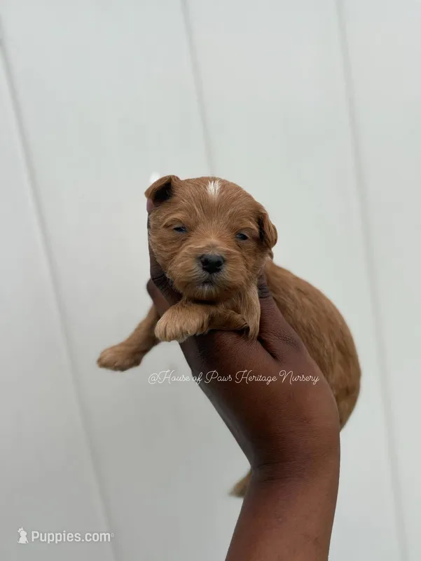 Major , a male Yorkipoo for sale in Knightdale, NC – Photo 1 of 1