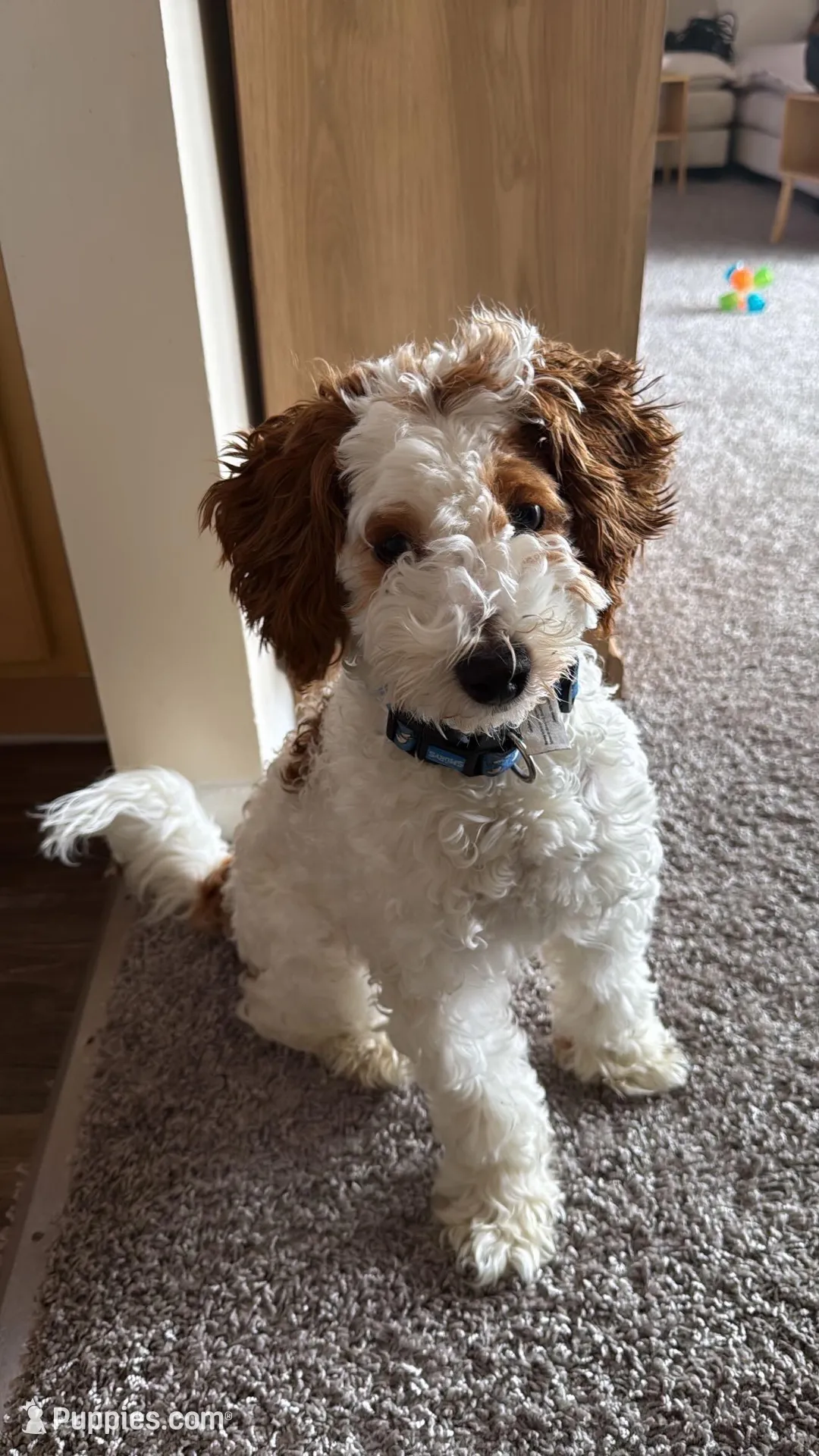 Navi – Cavapoo puppy for sale in Washington, DC