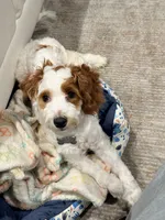 Navi, a male Cavapoo for sale in Washington, DC – Photo 3 of 6