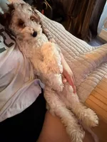 Navi, a male Cavapoo for sale in Washington, DC – Photo 2 of 6