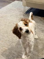 Navi, a male Cavapoo for sale in Washington, DC – Photo 4 of 6