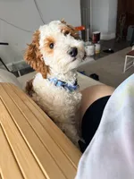 Navi, a male Cavapoo for sale in Washington, DC – Photo 6 of 6